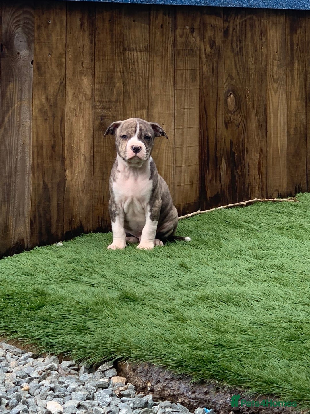 American Bulldog dogs for sale: American bull dogs  - Image 8
