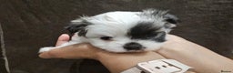 Mixed Breed dogs for sale: Shiranian pups shih tzu cross pomeranian  - Advert 10