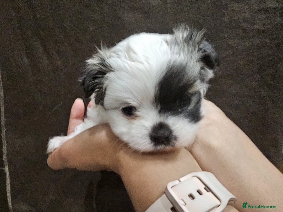 Mixed Breed dogs for sale: Shiranian pups shih tzu cross pomeranian  - Advert 10