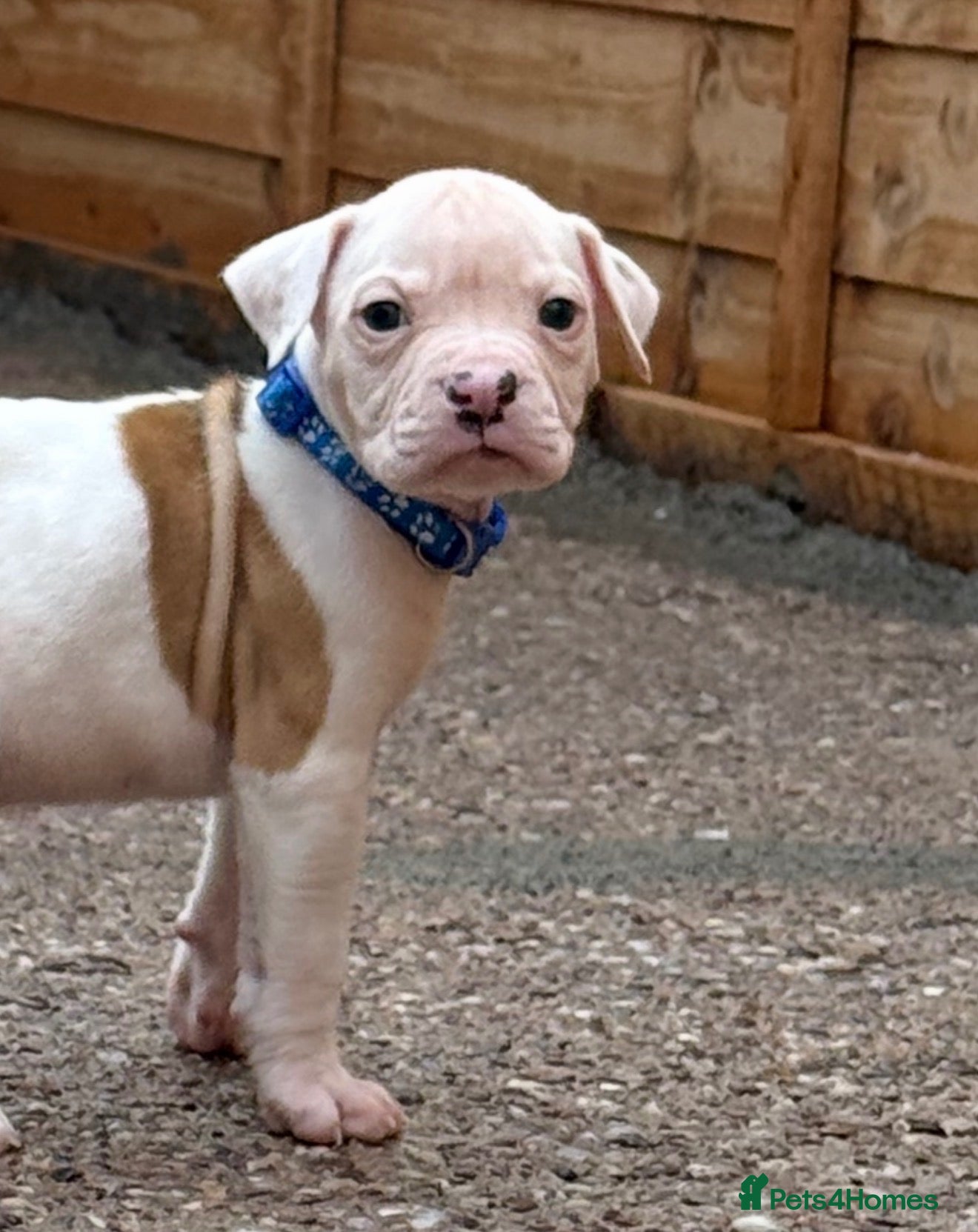 American Bulldog dogs American Bulldog Puppies  - Advert 1