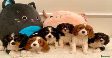 Cavalier King Charles Spaniel dogs - Advert 10