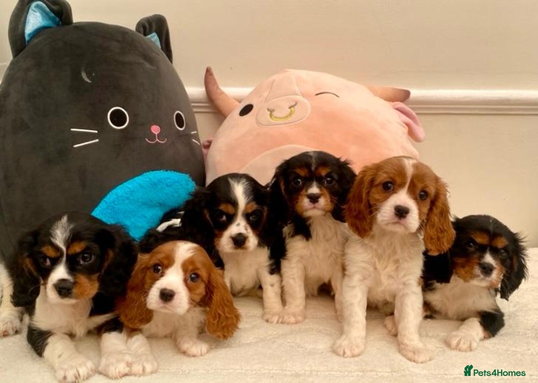 Cavalier King Charles Spaniel dogs for sale: King Charles cavalier puppies  - Image 2