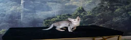 Abyssinian cats for sale: Basilio-Silver Abyssinian- Cutest & Ready NOW! - Advert 17