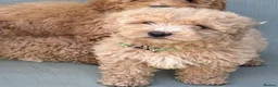 Mixed Breed dogs for sale: Rare Stunning Toy Cavapooshon Family Bred Puppies in Maidstone - Advert 5