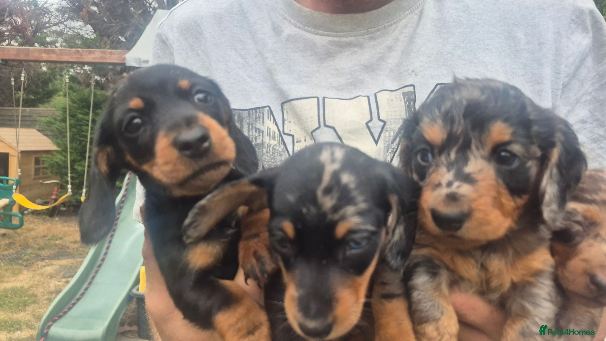 Miniature Dachshund dogs Miniature Dauchaunds - Advert 1