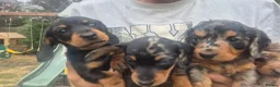 Miniature Dachshund dogs for sale: Miniature Dauchaunds - Advert 6
