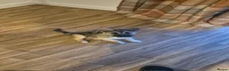 Mixed Breed dogs for sale: Rehome - Advert 2