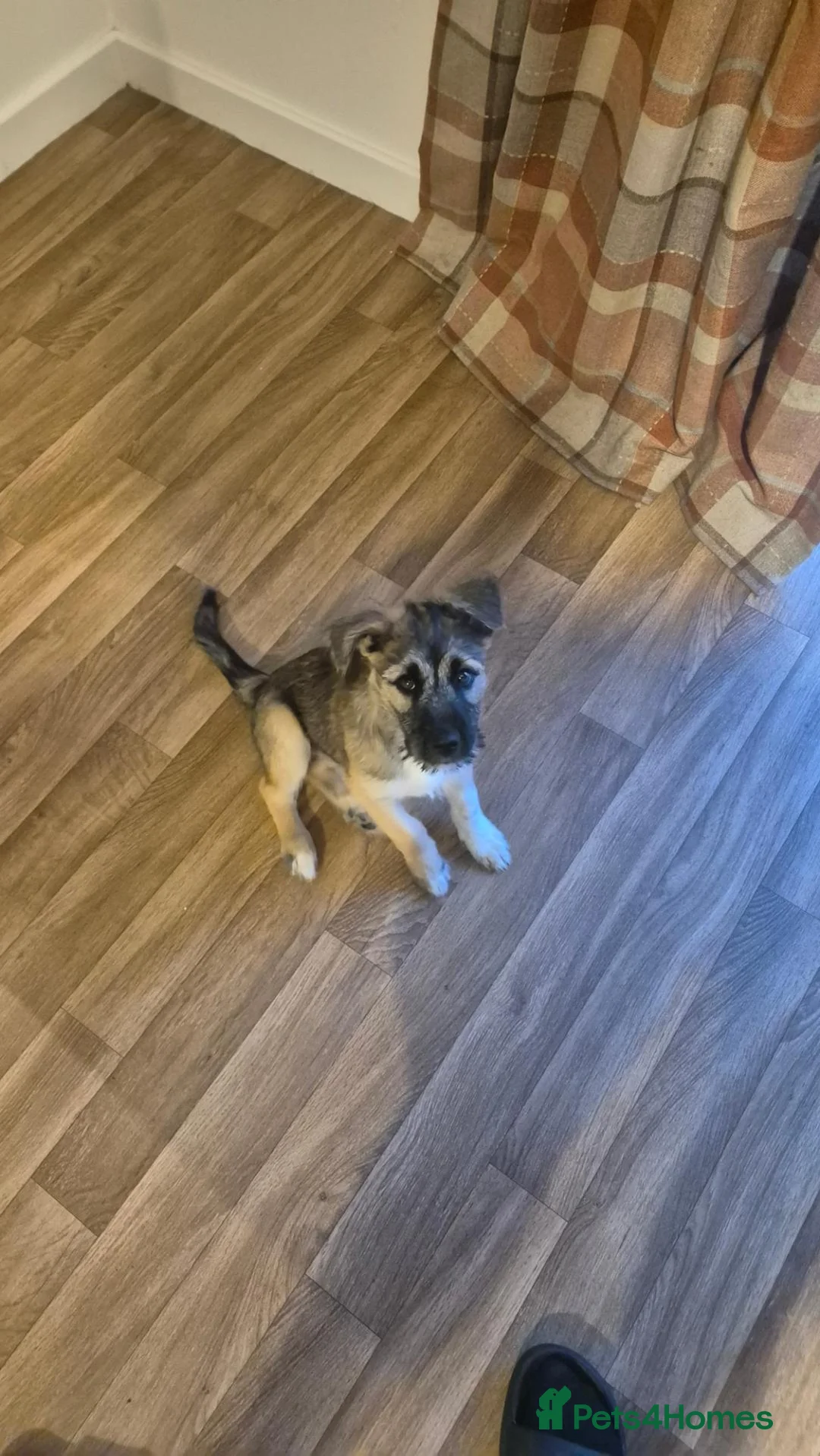 Mixed Breed dogs for sale: Rehome - Advert 2