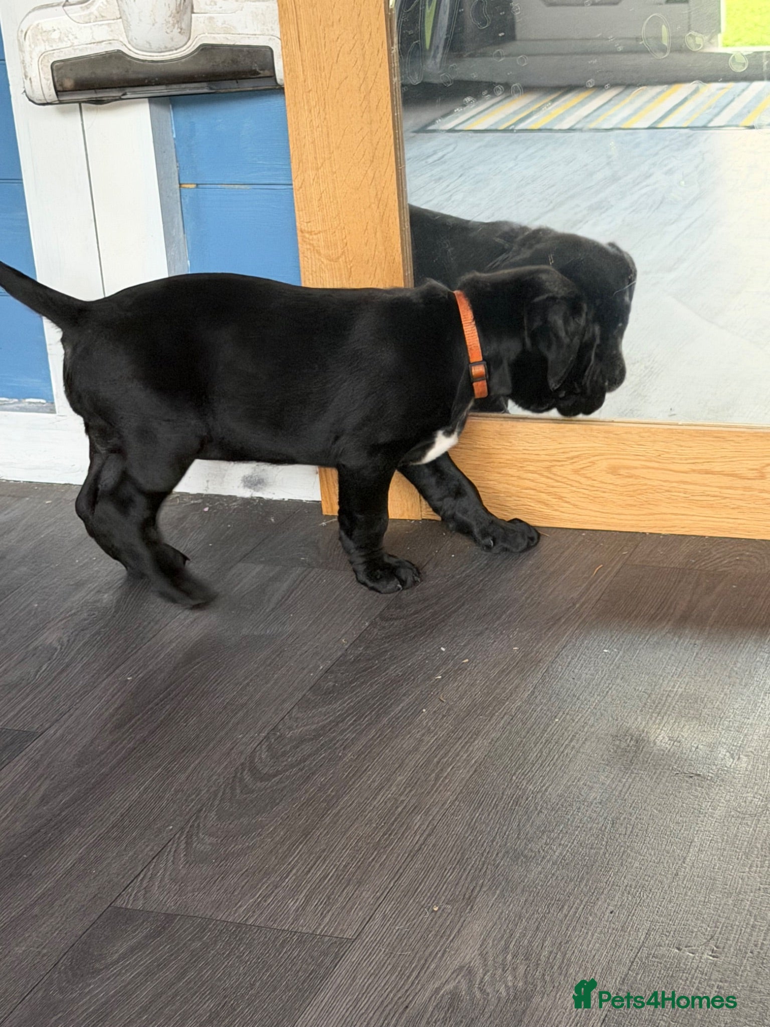 Labrador Retriever dogs Pedigree Black Labradors 2 girls available  - Advert 10