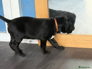 Labrador Retriever dogs Pedigree Black Labradors 2 girls available - Advert 10