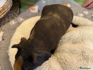 Guinea Pig rodents Female skinny pig. - Advert 1