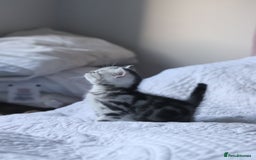 British Shorthair cats for sale: GCCF British Shorthair Silver Kittens - Advert 13