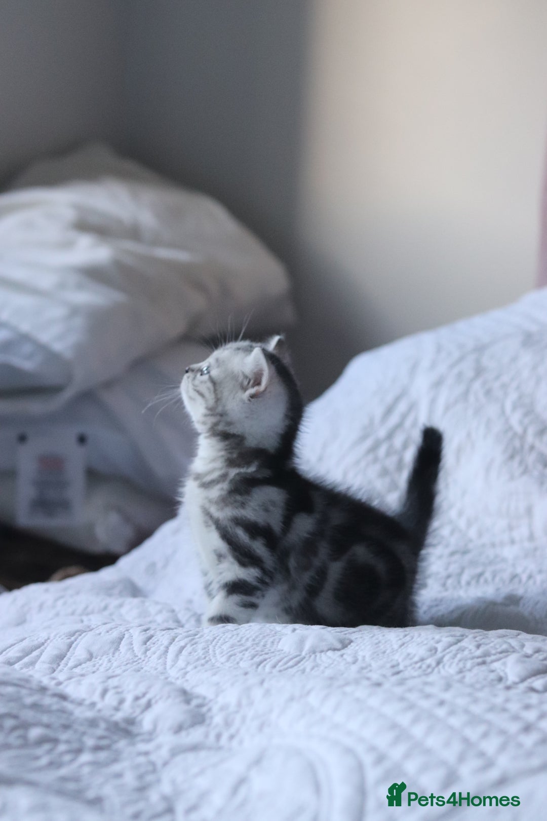 British Shorthair cats for sale: GCCF British Shorthair Silver Kittens - Advert 13