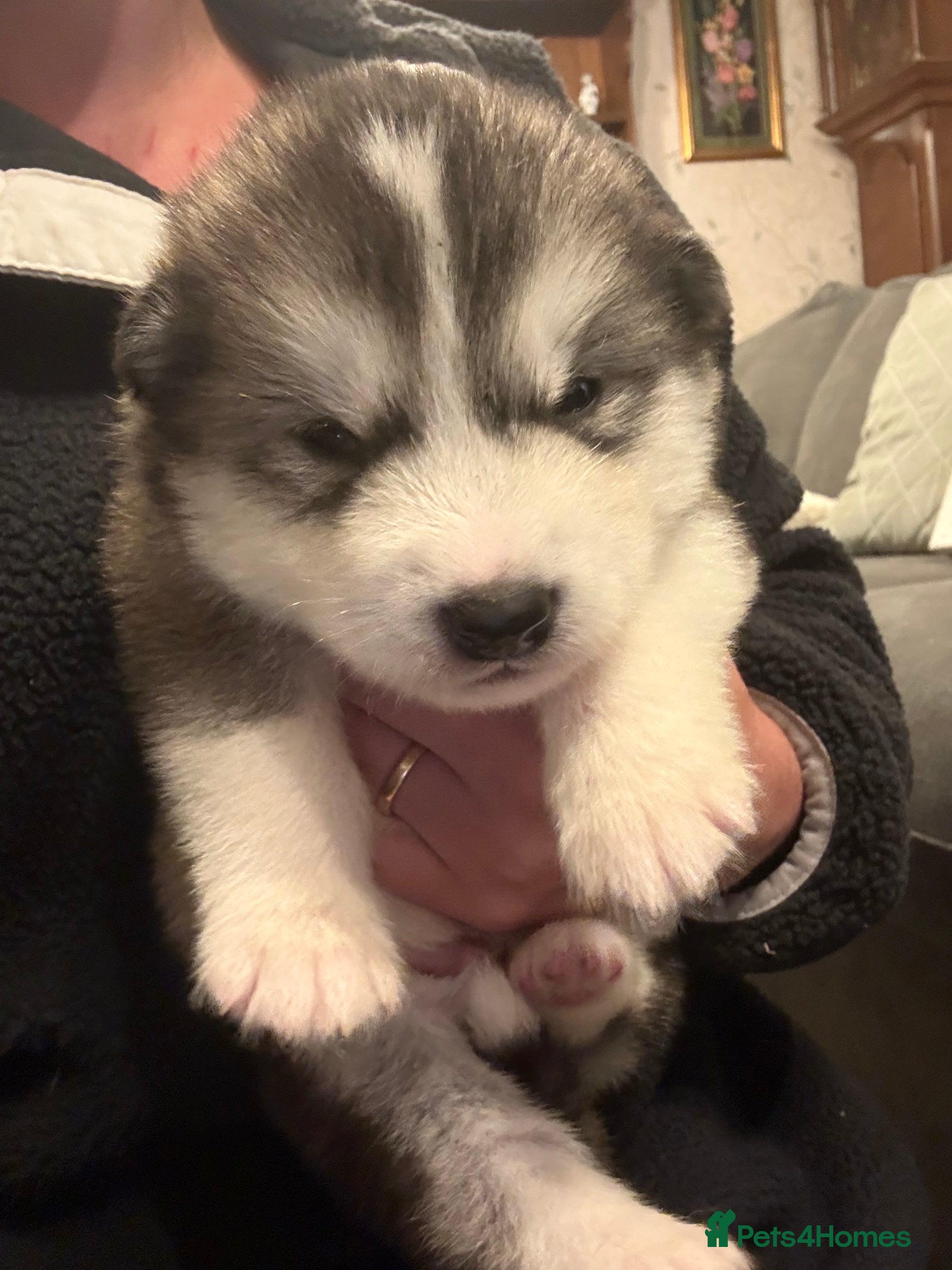 Alaskan Malamute dogs for sale: K.C Registered Quality Alaskan Malamute Puppies - Advert 27