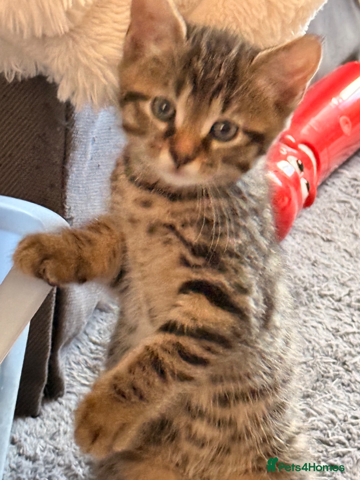 Mixed Breed cats 6 kittens for sale.  - Advert 4