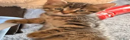 Mixed Breed cats for sale: 6 kittens for sale.  - Advert 1