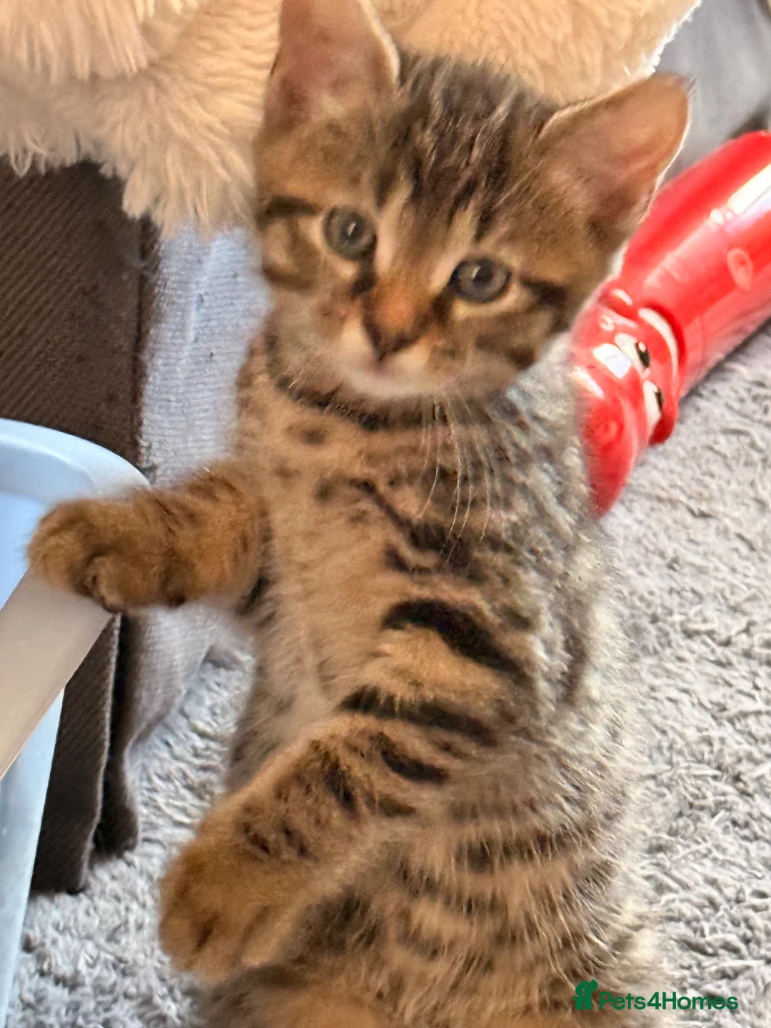 Mixed Breed cats for sale: 6 kittens for sale.  - Advert 1