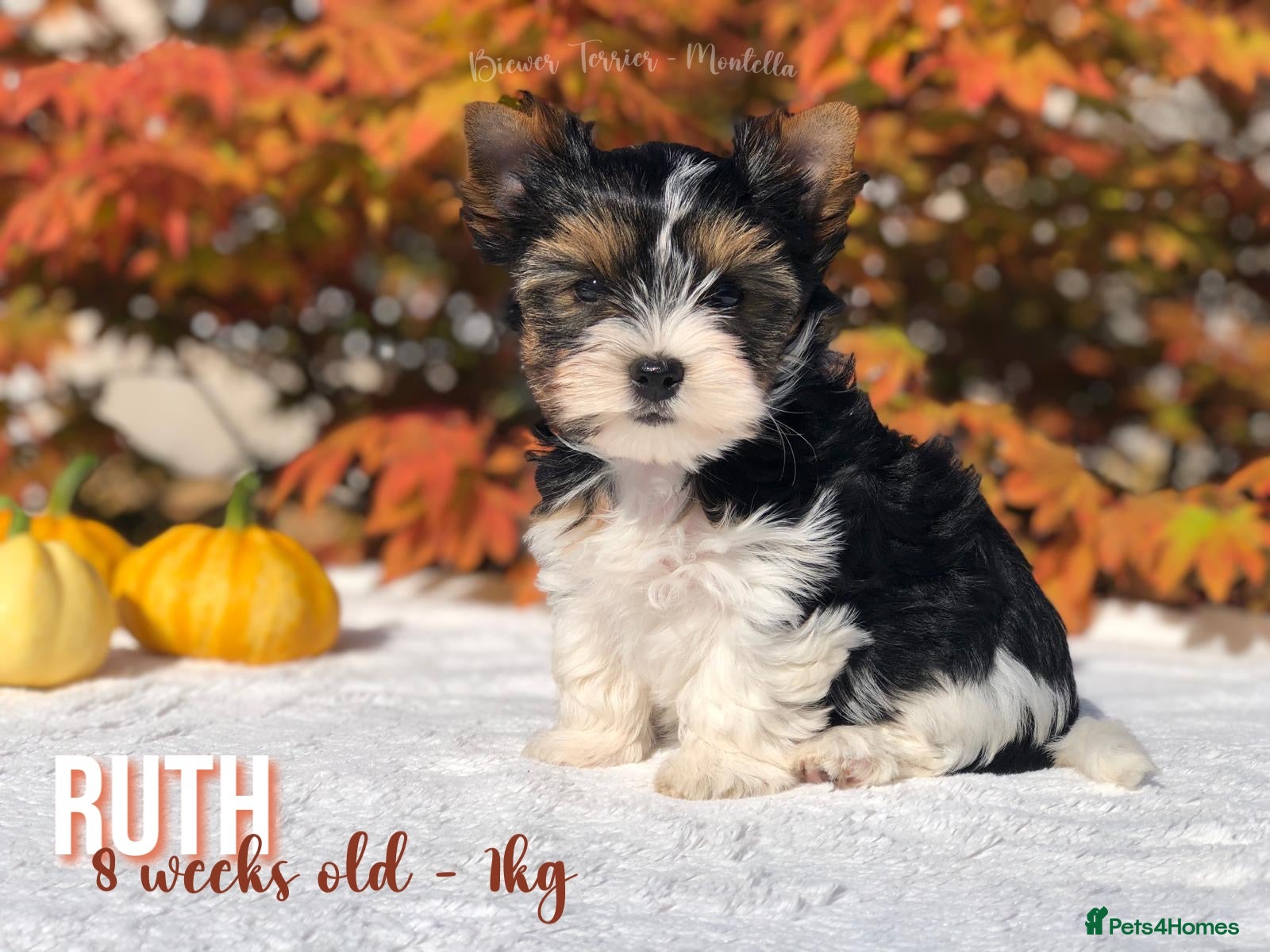 Yorkshire Terrier dogs Beautiful Litter of Six Biewer Terriers! - Advert 1