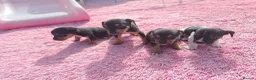 Jack Russell dogs for sale: Jack russell puppies  - Advert 11