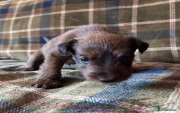 Irish Terrier dogs for sale: Male Irish Terrier Puppies - Image 3
