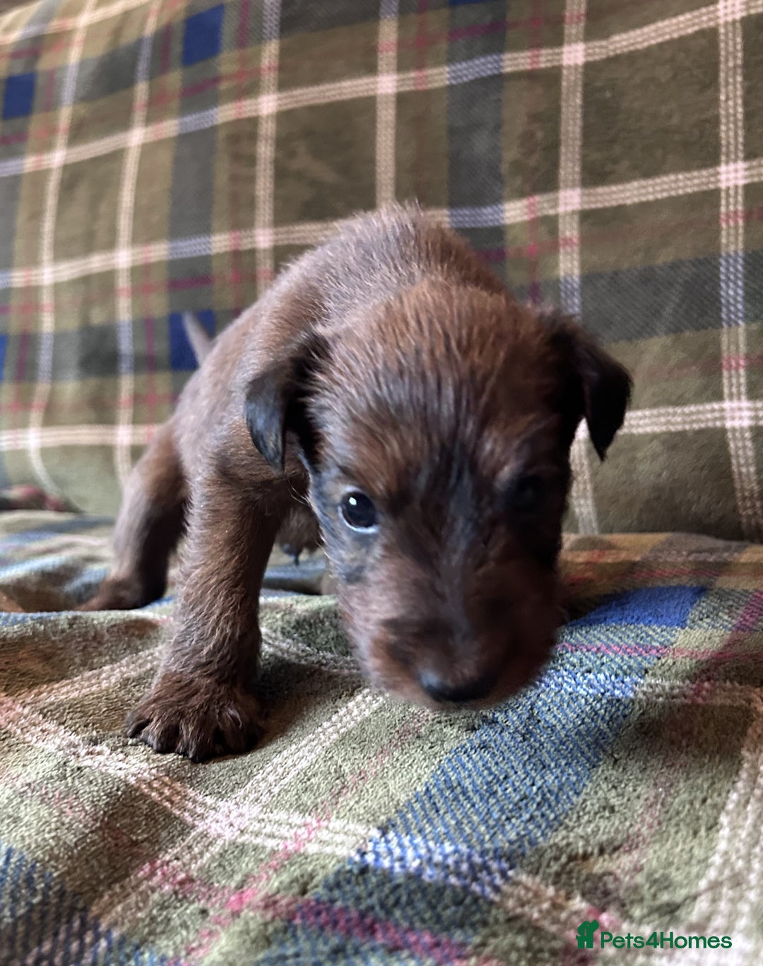 Irish Terrier dogs for sale: Male Irish Terrier Puppies - Image 3