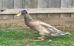 Ducks poultry for sale: Indian Runner Drakes - Image 4