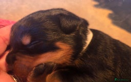 Rottweiler dogs for sale: Rottweiler  - Image 12