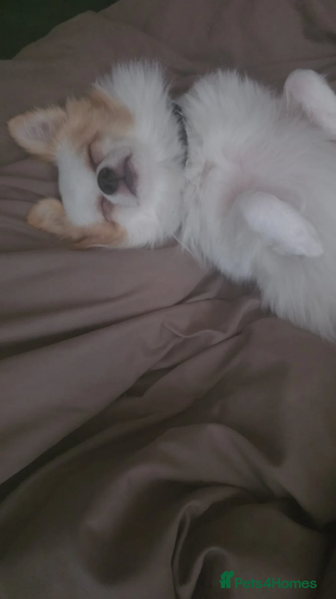 Mixed Breed dogs for sale: Beautiful Toy breed Very Affectionate - Advert 2