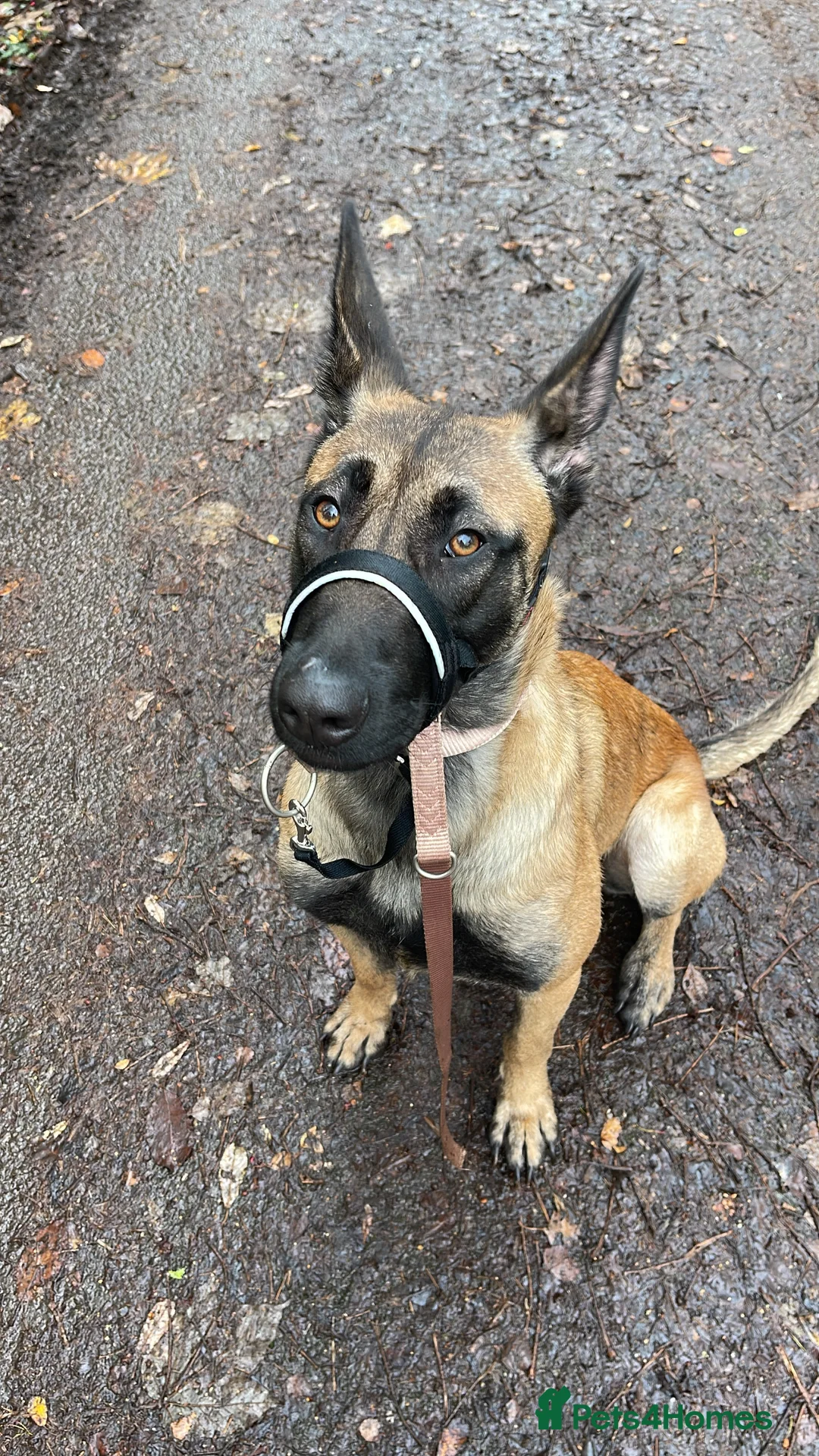 German Shepherd dogs for sale: Belgian Malinois - 1 1/2  - Advert 8