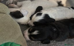 Cockapoo dogs for sale: F1 cockapoos beautiful litter 5 left* - Image 9
