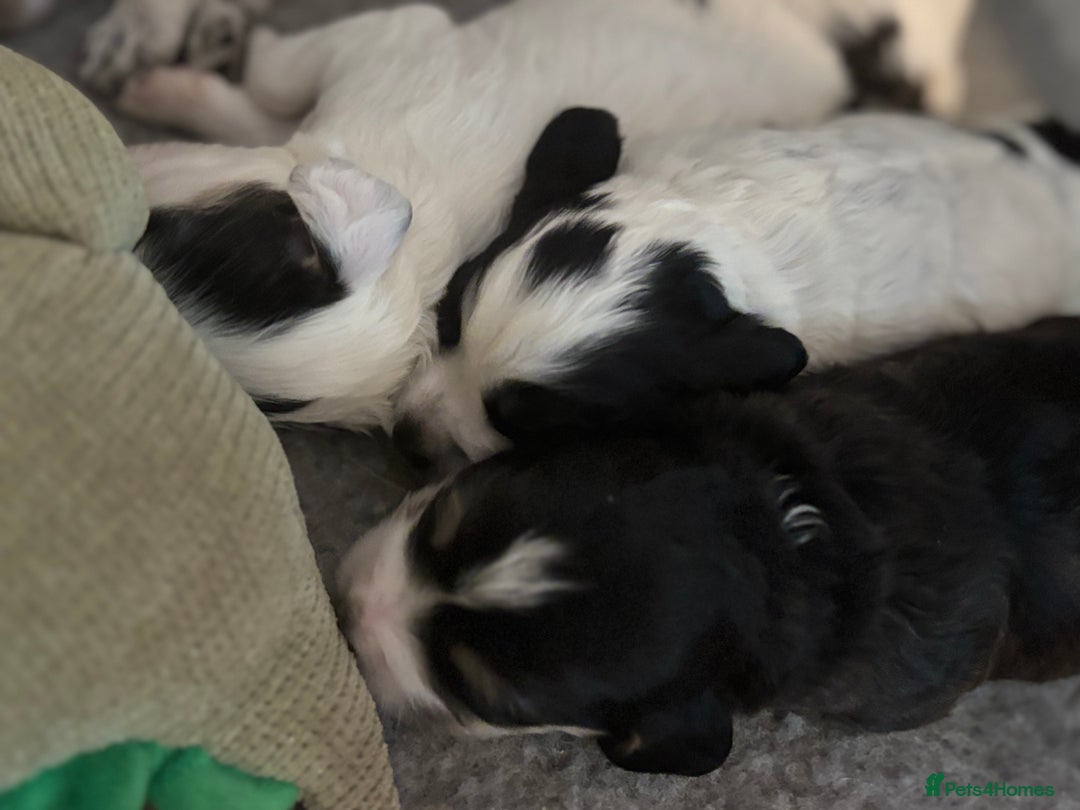 Cockapoo dogs for sale: F1 cockapoos beautiful litter 5 left* - Image 9