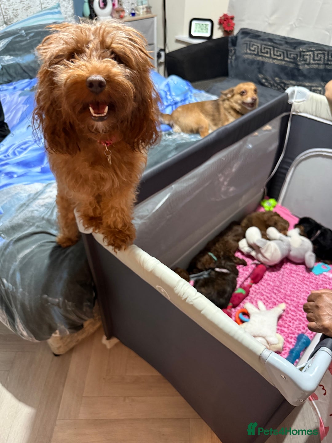 Mixed Breed dogs for sale: Cockapoo Mix Puppies - Advert 20