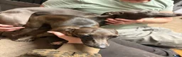 Italian Greyhound dogs for sale: Italian grey hounds  - Advert 4