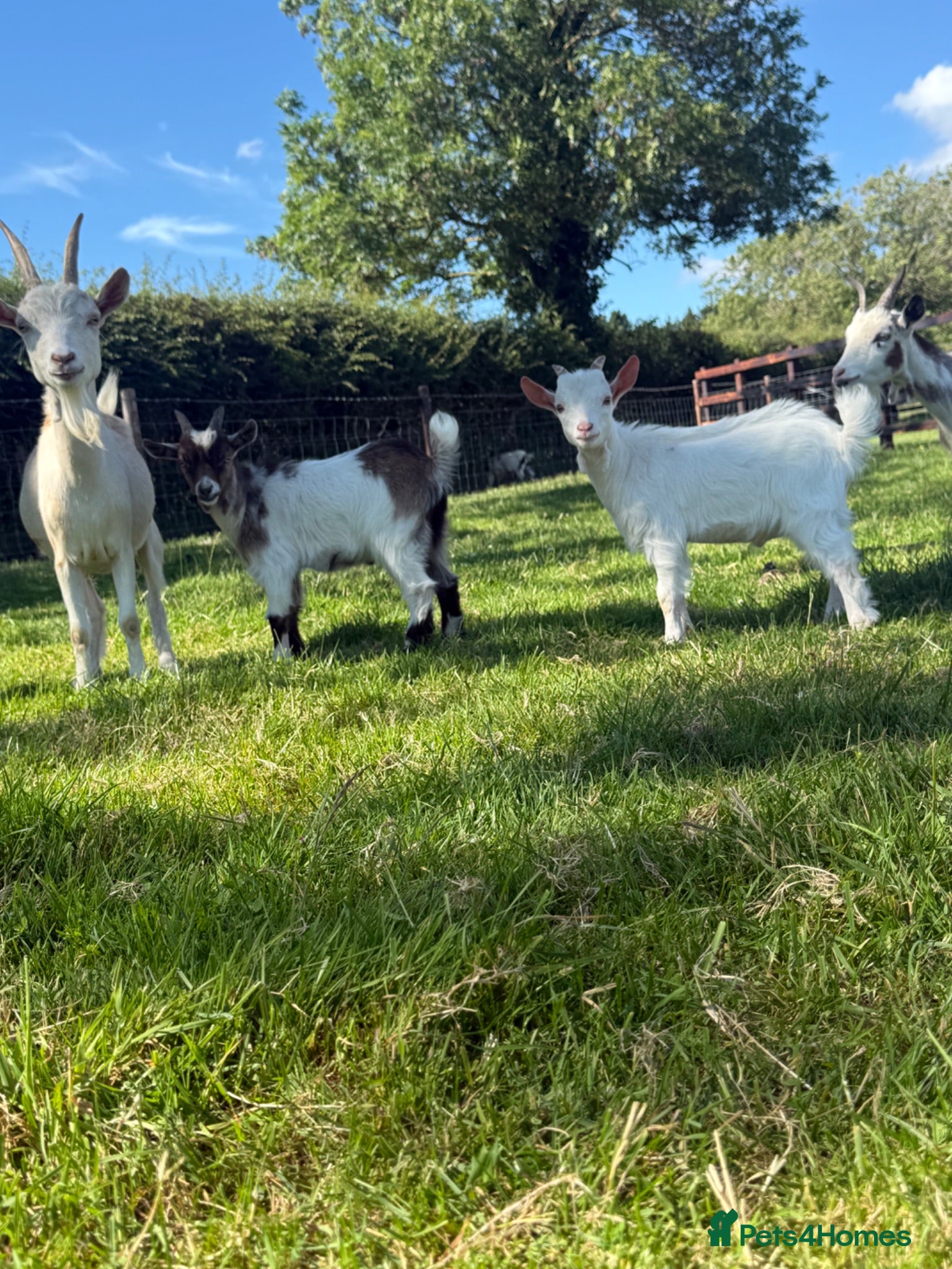 Goats livestock Billy Pygmy goats  - Advert 15