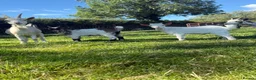 Goats livestock for sale: Billy Pygmy goats  - Advert 1