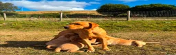 Goldador dogs for sale: Beautiful Goldador Puppies - Advert 31