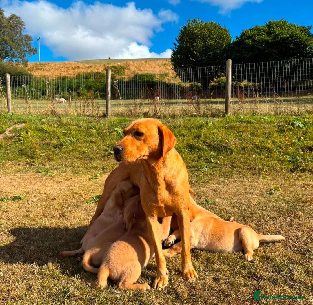 Goldador dogs for sale: Beautiful Goldador Puppies - Advert 31