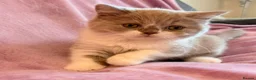 British Shorthair cats for sale: Betzy Bambi Bunny in Salford - Advert 14