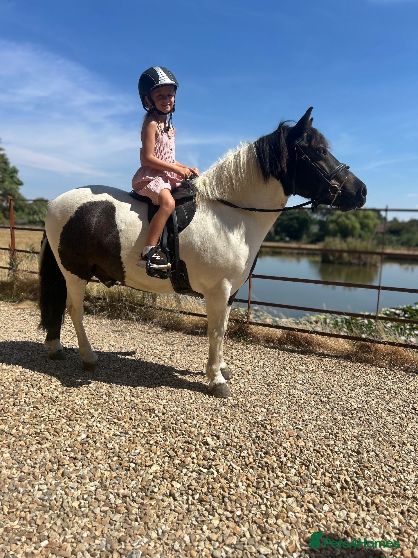Dartmoor horses Beautiful piebald gelding  - Advert 1