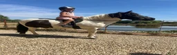 Dartmoor horses for sale: Beautiful piebald gelding  - Advert 1