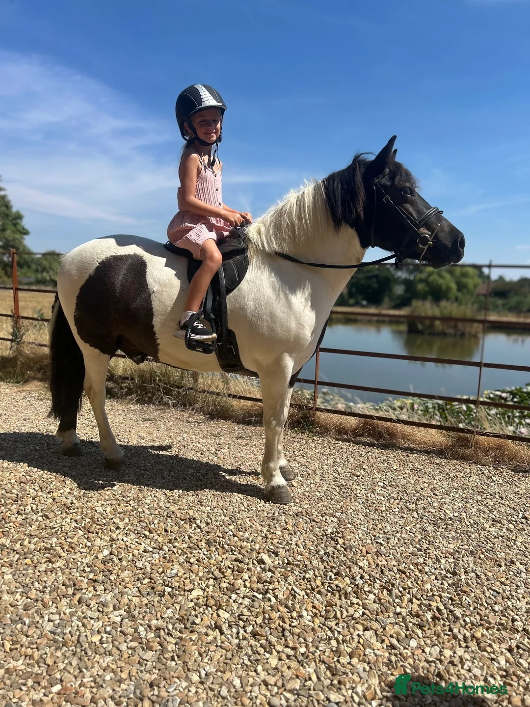 Dartmoor horses for sale: Beautiful piebald gelding  - Advert 1