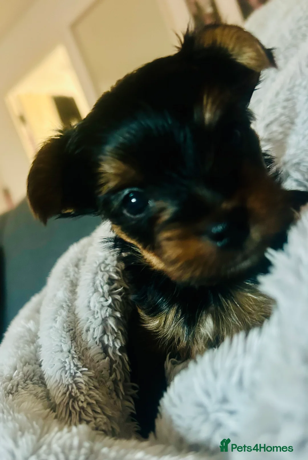 Yorkshire Terrier dogs for sale: Stunning Yorkshire Terriers Puppies  - Advert 20