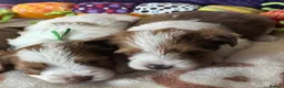 Yorkshire Terrier dogs for stud: Gorgeous Health test Ocean Pearl Yorkshire Terrier - Advert 11