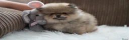 Pomeranian dogs for sale: Four small cute pups  - Advert 8