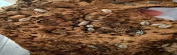 Isopods invertebrates for sale: Lots of Mixed isopods  - Advert 8