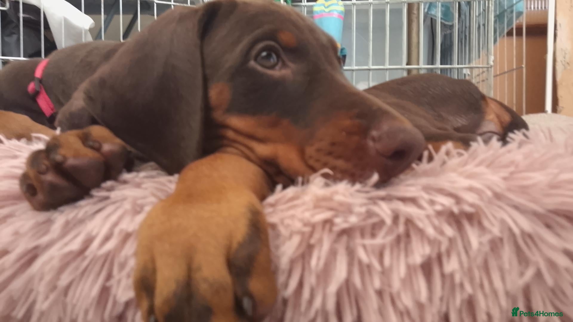 Dobermann dogs Dobermann puppies - Advert 5