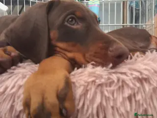 Dobermann dogs Dobermann puppies - Advert 5