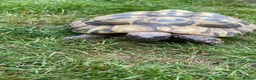 Hermann Tortoise reptiles for sale: Hermann Tortoise - Advert 5