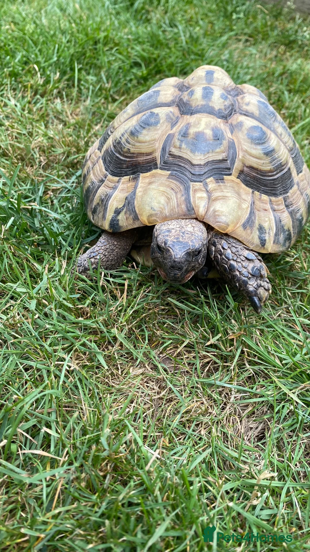 Hermann Tortoise reptiles for sale: Hermann Tortoise - Advert 5