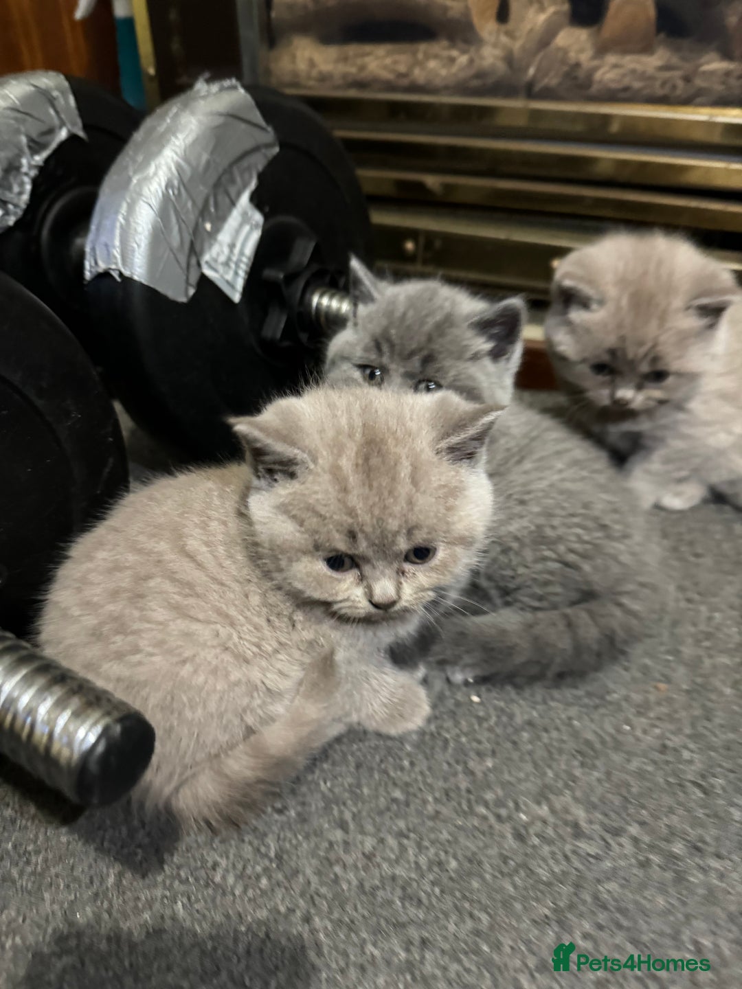 British Shorthair cats for sale: British shorthair lilac and blue - Advert 14